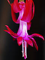 ���鲻���ܲô��˵�׷��С˵ȫ�������������Ķ���� ���ƾ�����ȫ�½������