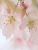 ������������Ө��С�µ�С˵������ �Ұ�����Ư�������Ķ���ַ