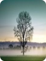 Ҷ���Ĺ�誺�С˵ȫ�������   һֽ����齥Ũ���������Ķ����