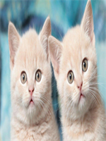 ���������Щ������������ȫ������½������Ķ���ַ