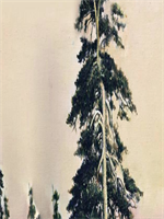 �������ĸ����С˵ȫ�Ĳ��־��ʵ�11�½�����Ķ�����С˵12��ȫ��������