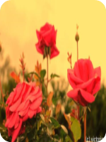 ���񷽭��С˵1231��12��13��ȫ����Դ�����Ķ���ַ