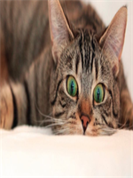 ����������С˵��У��Ե֮ѧ��С���������15��16�������Ķ�