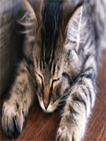 ɵ�ӵ��������������ַ�С˵����ȫ������Ķ�28��