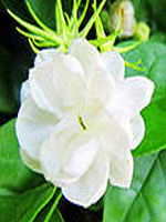 ɵ�������������ַ���38����������Ķ�