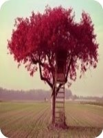 ����С���⳼Ҷ����С˵��62�������½������Ķ�