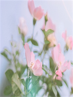 ��У�粨������ȫ���½�35��36�½������Ķ�