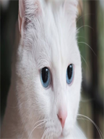 �˼��ò��ɱ�С˵26��������ȫ����������Ķ�