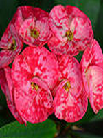 ������Ļ�Ϫ����С˵��Ī��ͯС�ʵ�16��ȫ������Ķ�