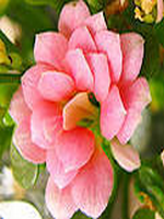 ������������Ϊ��С˵������ĺ���29�µ�30��ȫ������Ķ�