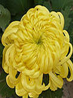 �����ѻ�������С˵������ĺ���27�µ�28��ȫ������Ķ�