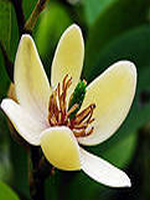 һϦ��ŵ��ʱ��С˵��֮ĩĪ�ϳ���99��ȫ�������Ķ�