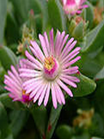 ʱ��������ĽŲ�С˵����ͥ�޾�����26��ȫ������Ķ�