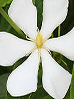 ī�ٵ����׳���С˵��С��īһ���42��ȫ������Ķ�