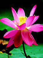 ���źͶ�����ҽ����ҽ��С˵��8��ȫ���½���������Ķ�