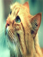 ��ҽ����ҽ��С˵���Ŷ���69������ȫ�½�Ŀ¼�����Ķ�