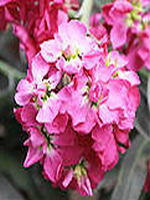 ���п���(���κ쳾��С˵)45��46�½�ȫ����������Ķ�