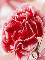 ��Ϊ�������ƺ���������32�������½������Ķ�