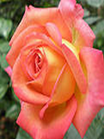 ��Ϊ�������ƺ�������С˵��15��ȫ���½��Ķ�