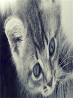 13258�ų�����С˵98������ȫ���½���������Ķ�